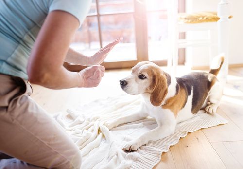 Obedience Training for dogs