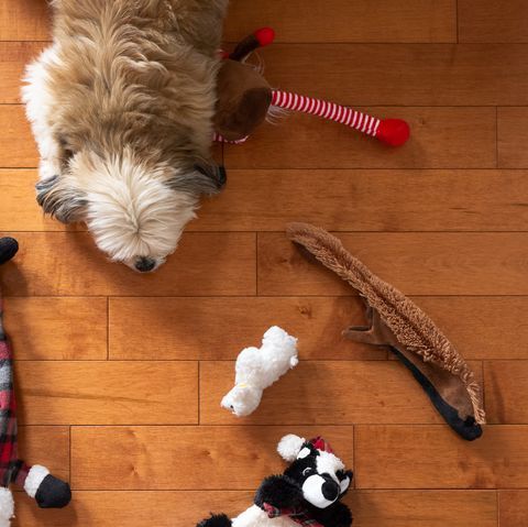 indoor play for dog