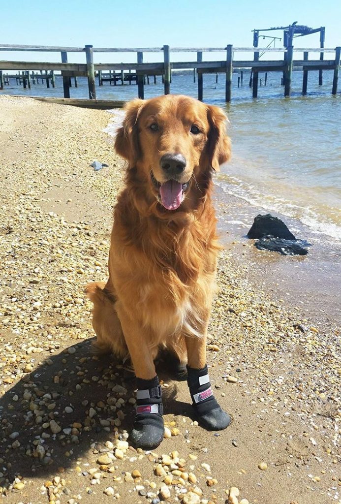 dogs boots in summer 