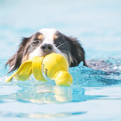 water play for dogs in summer