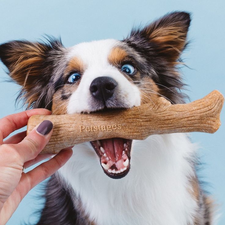 Chew Toys:dogs