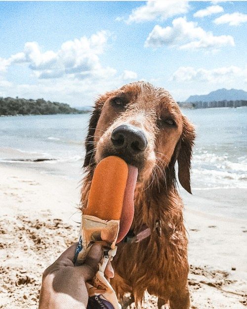 frozen treats for dogs in summer