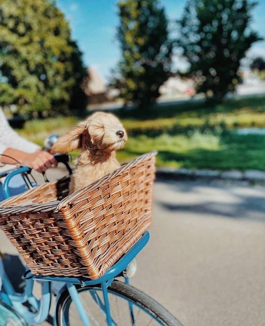 Cycling dog