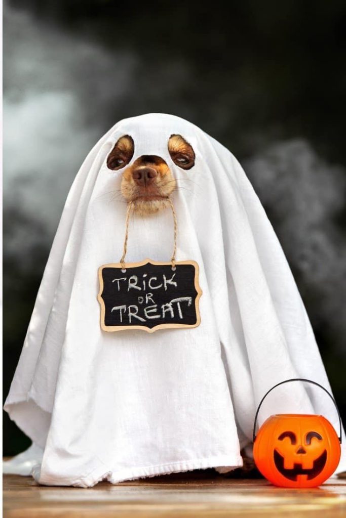 dog in costumes of Halloween