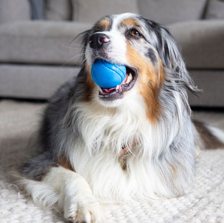 playing Fetch indoor