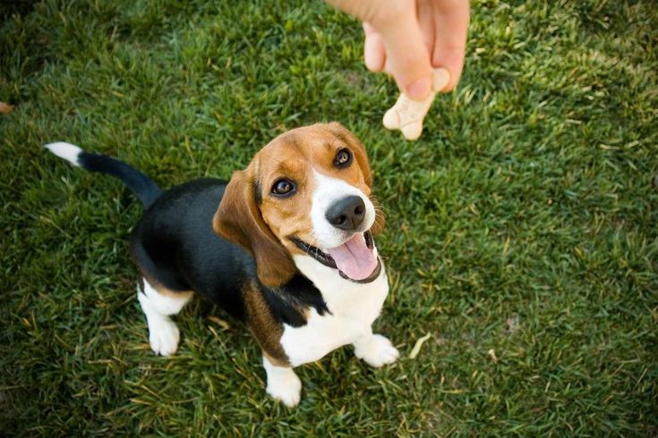 Positive Reinforcement to your puppy