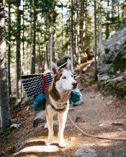 hiking and exploring with dog