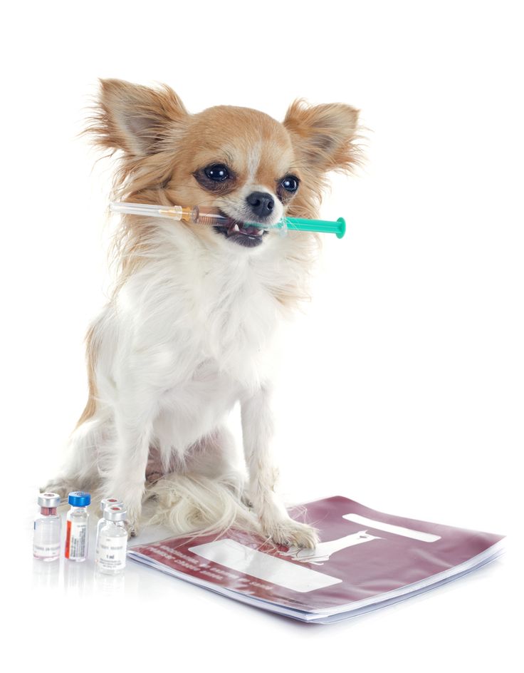 dog medications