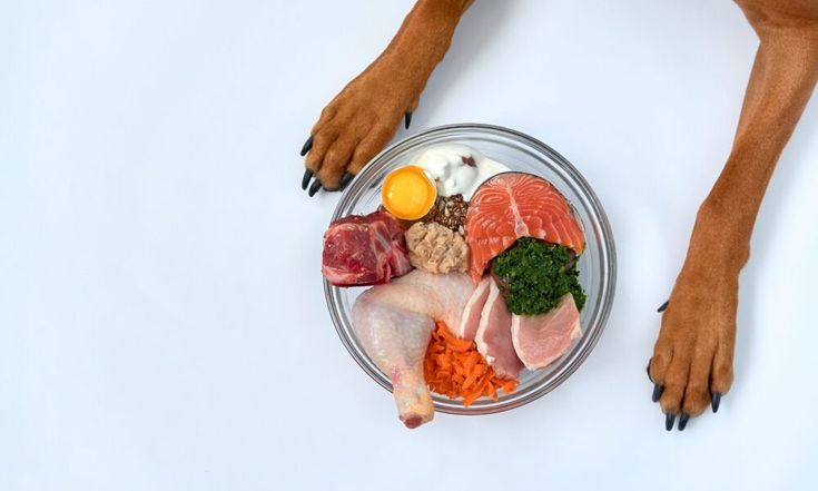 Adjusting Food Intake for dogs