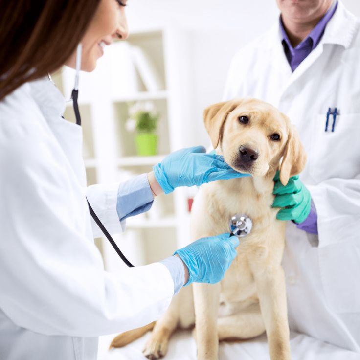 Veterinary Consultation for dogs