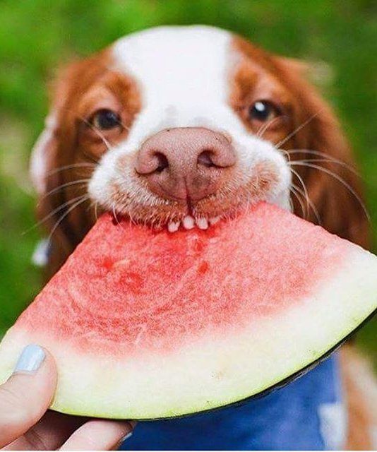 frozen treats for dogs in summer