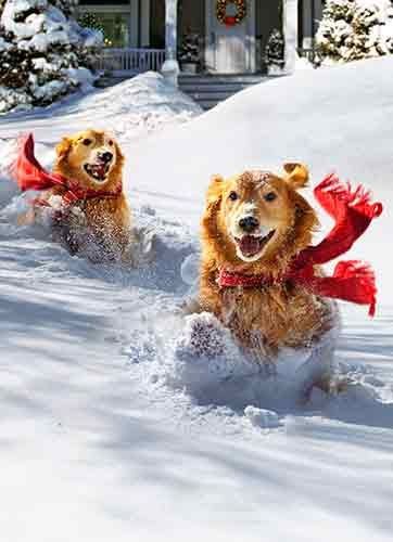 outdoor shelter for dogs