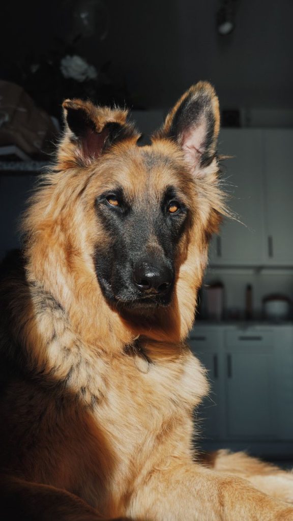 Uses OF The German Shepherd