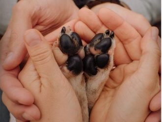 Paw Care for Dogs in Summer