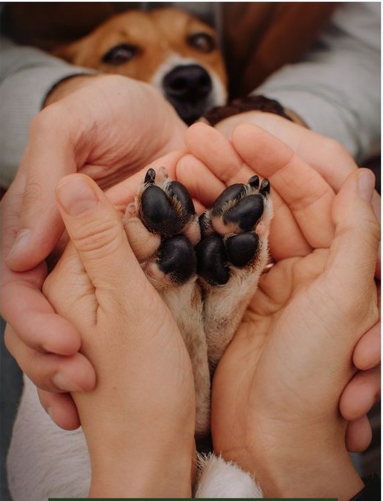 Paw Care for Dogs in Summer