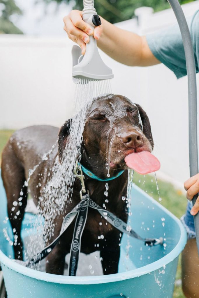 Essential Elements for Your Grooming Station : Water Supply