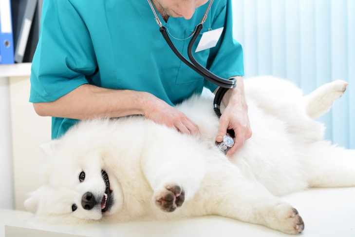 Veterinary Assessment for dogs