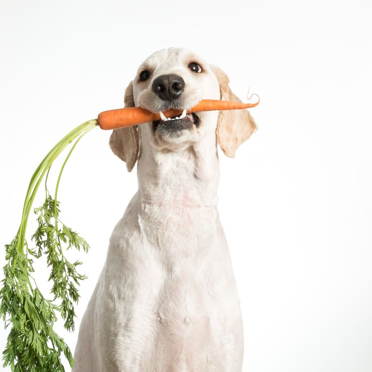 Balanced Diet for dogs