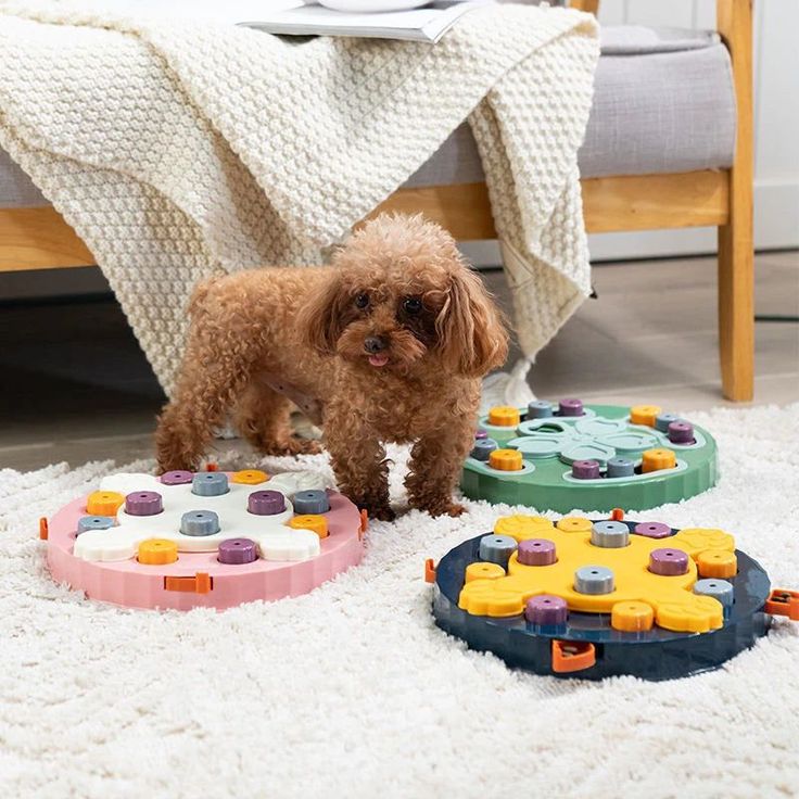 dog's Puzzle Toys