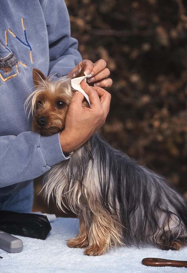 dog'Ear Cleaning