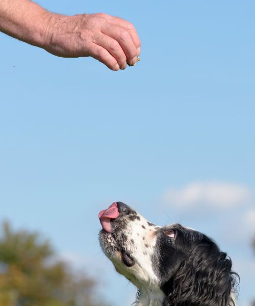 Safety Tips: treats