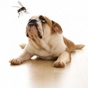 Flea and Tick Prevention:dogs