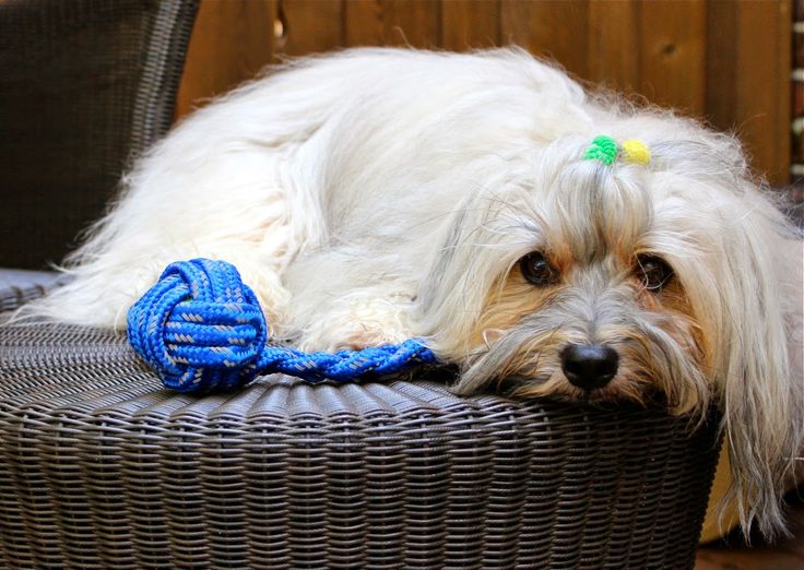 DIY Tug Toys for your dog