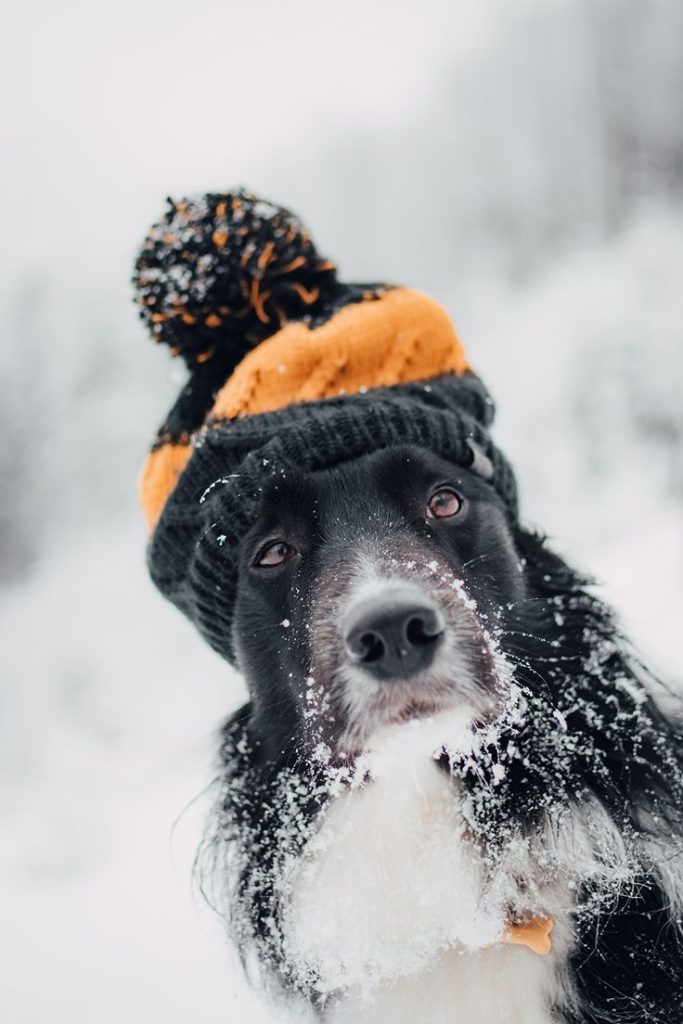 senior dog in winter