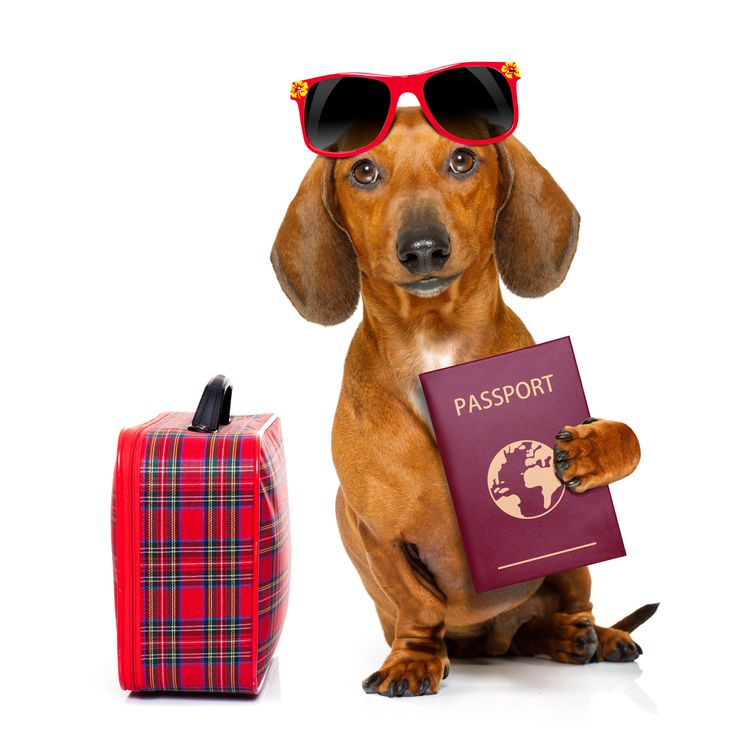 travel safety for dogs