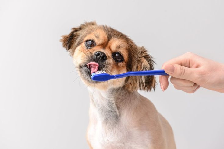 dog's health : dental care f