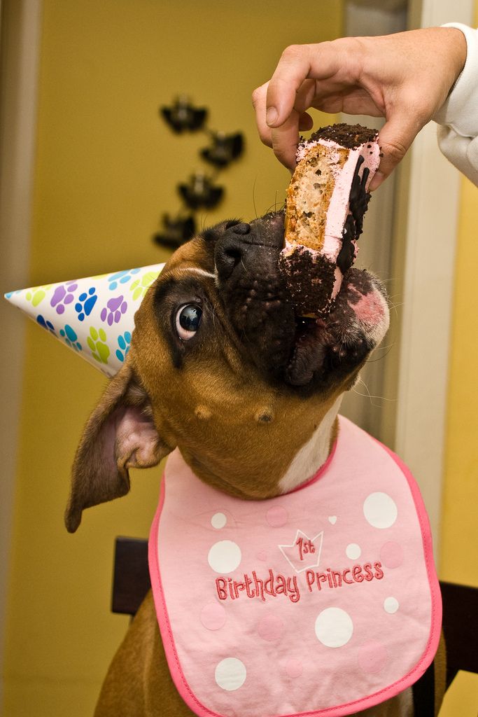 birthday dog