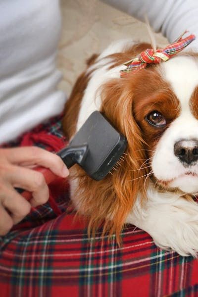 regular brushing for dog