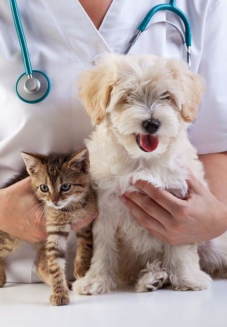 annual check-up for dogs