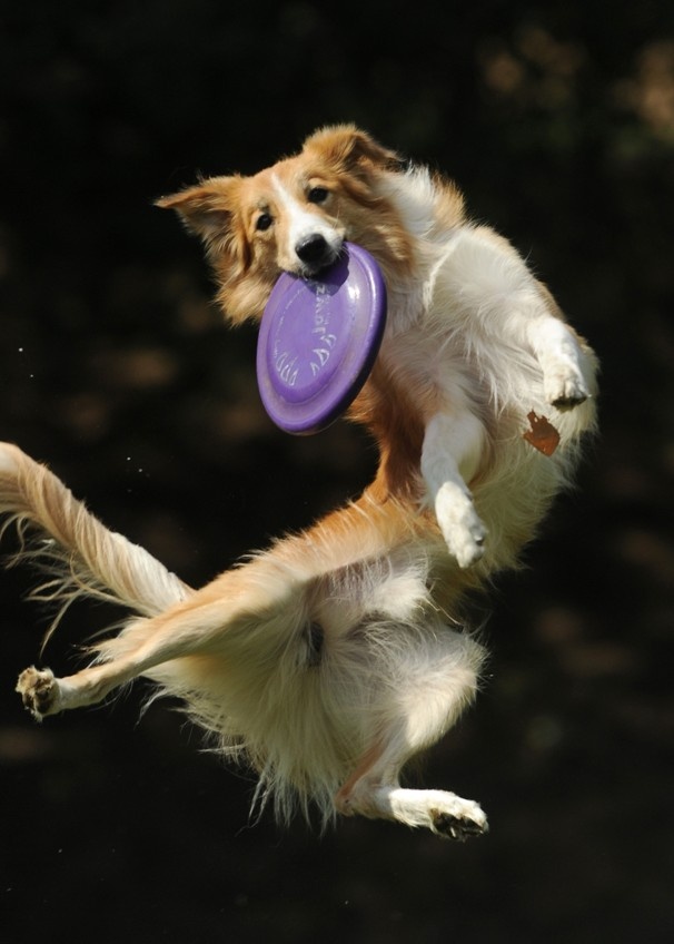 playing Frisbee with your dog 