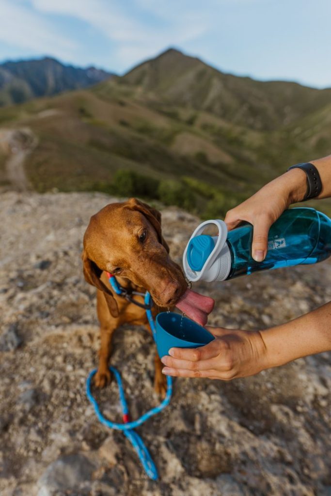 hydration for dog in Outdoor Exercise