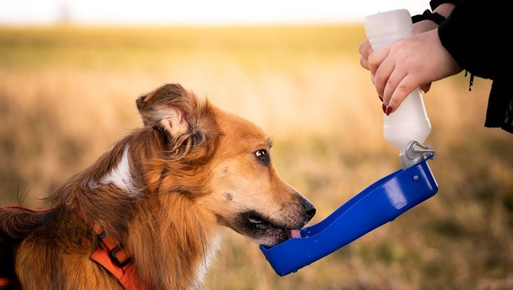 outdoor water for dogs