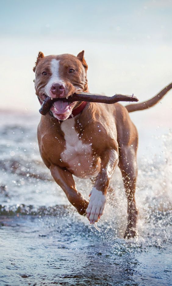 dogs' exercises outdoor in summer