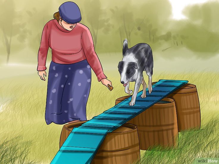 DIY Agility Course for your dog