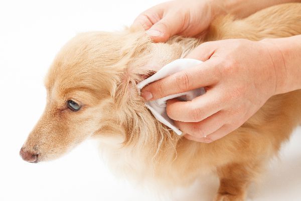 Grooming Tools and Supplies : ear cleaner