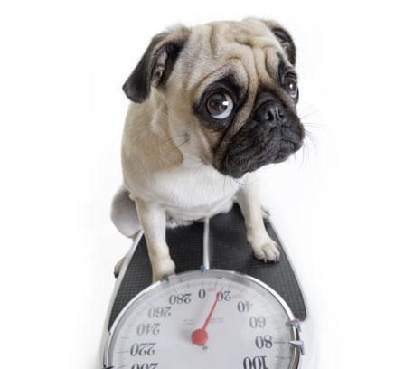 Regularly monitor your dog's weight