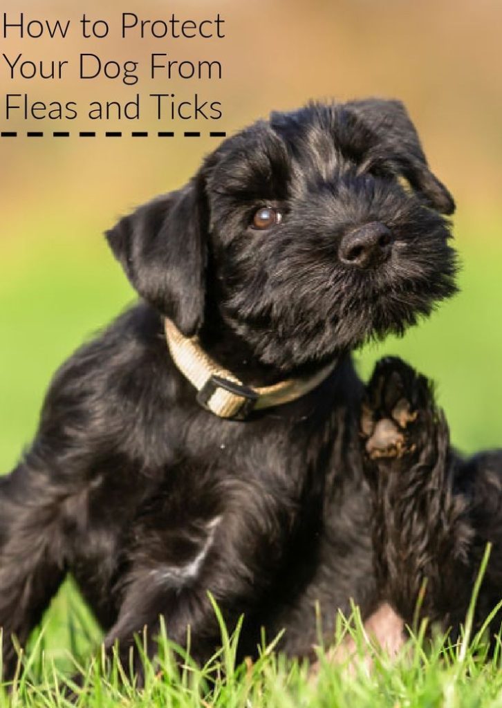 Flea and Tick Prevention for dog