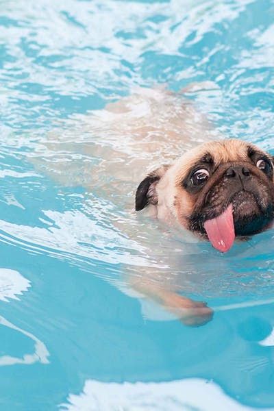 Swimming:dogs