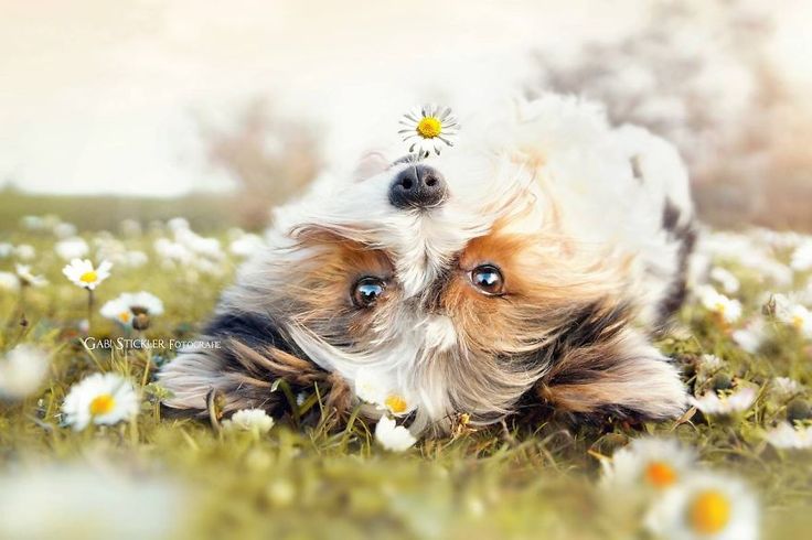 Spring Care Guide for Happy Dogs