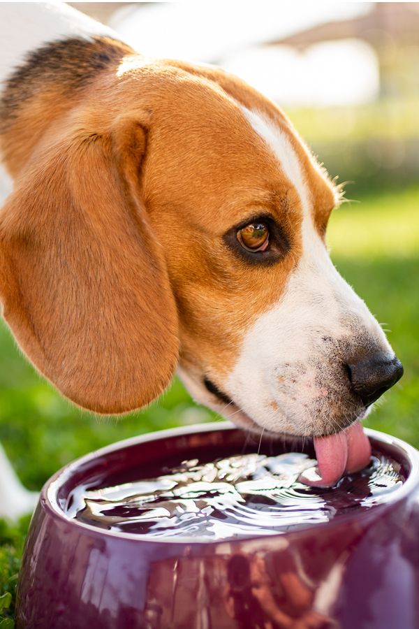 fresh water for dogs