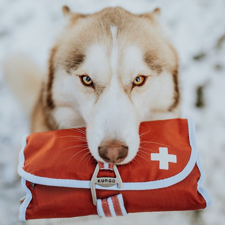 First Aid Kit:dogs
