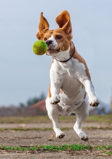 playing Fetch in open space