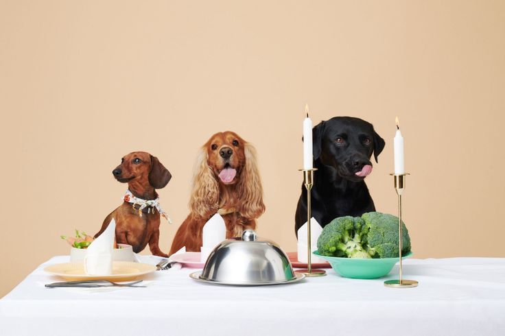 Grain-Free Diets for dogs