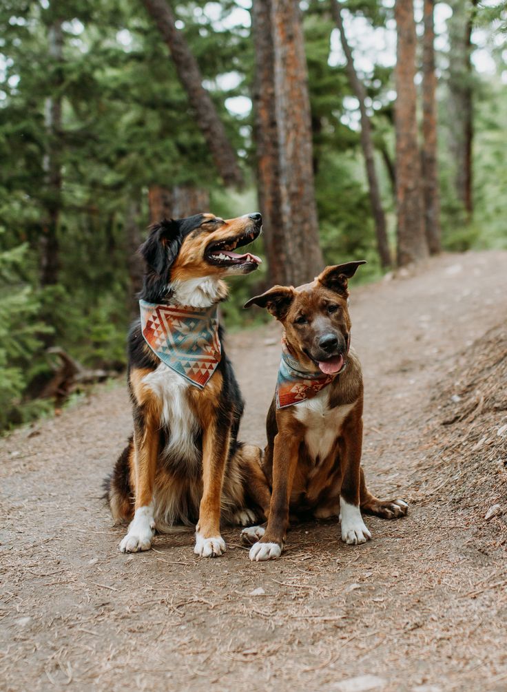 hiking and exploring with dog