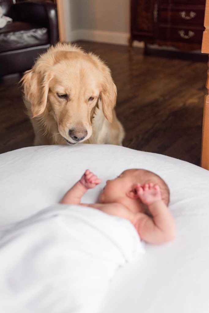 Initial Meeting puppy and baby