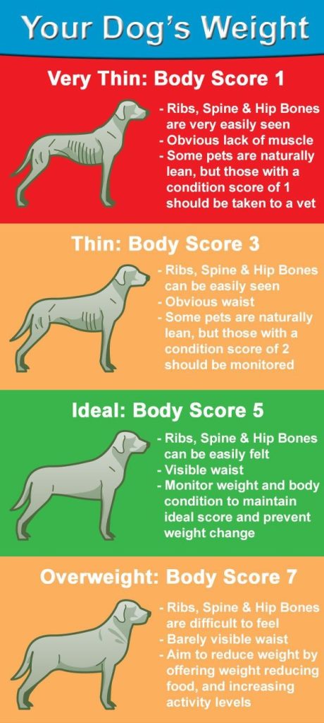 The Body Condition Score (BCS) for dogs